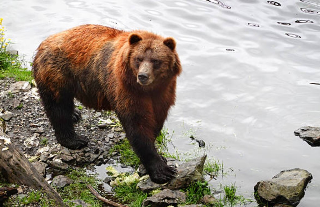 Brown bear standing on a rocky shoreline at Fortress of the Bear in Sitka Alaska